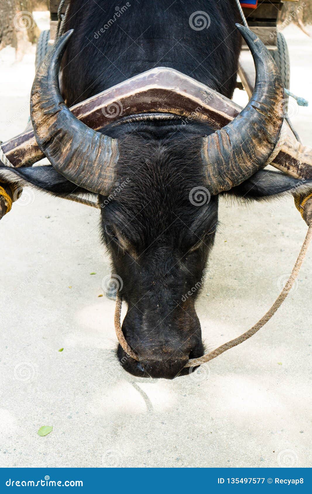 Black native carabao stock image. Image of grass, beast 135497577