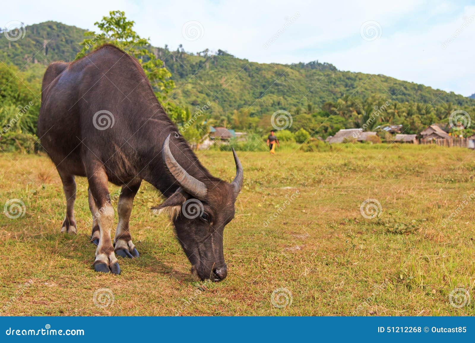 Carabao or Water Buffalo in Nacpan, Philippines Stock Photo Image of