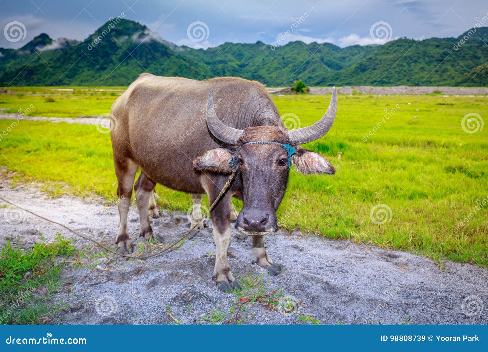 Carabao or Water Buffalo stock image. Image of bovine 98808739