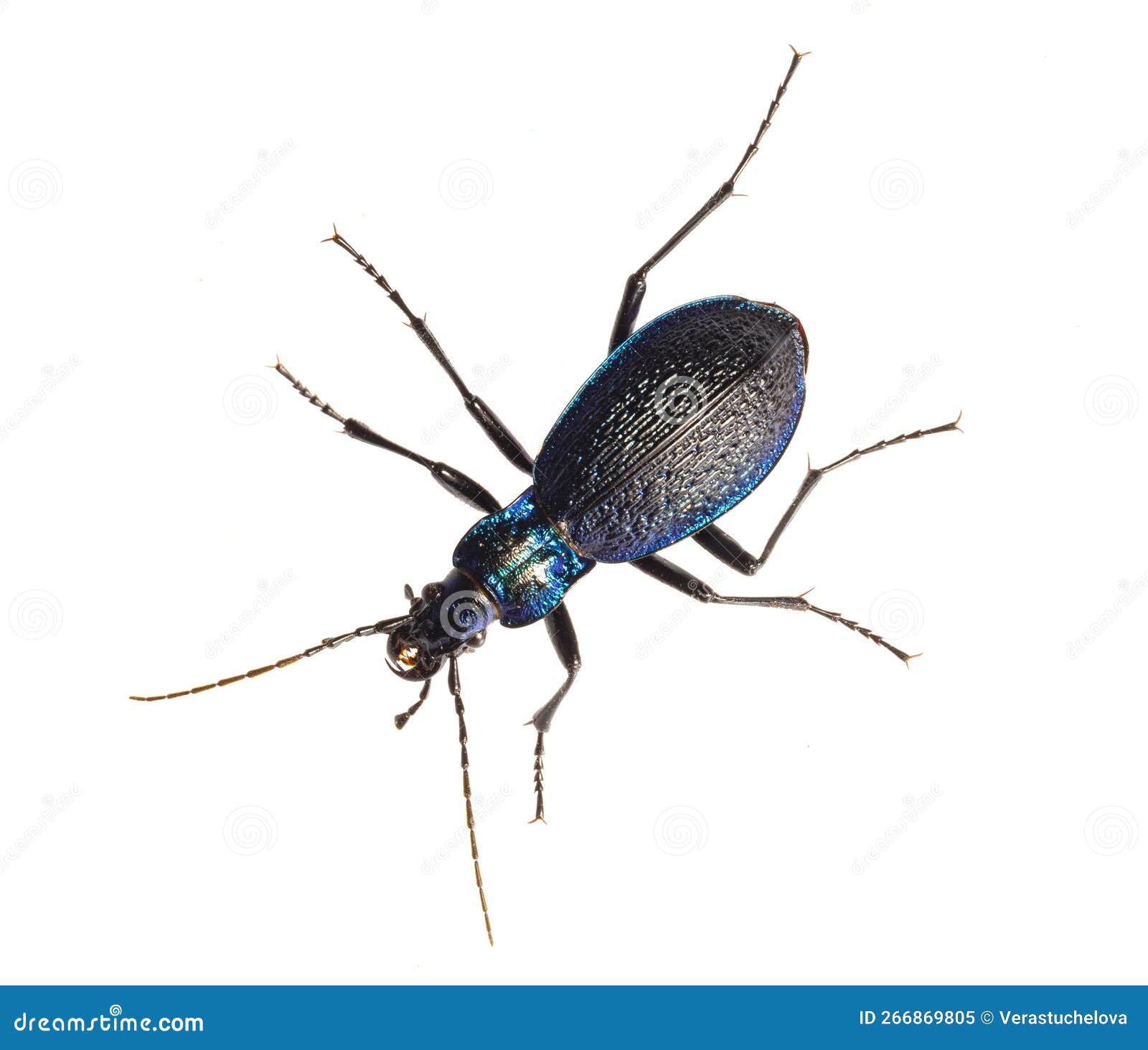 Carabus intricatus, the blue ground beetle, is a species of ground beetle living in Europe