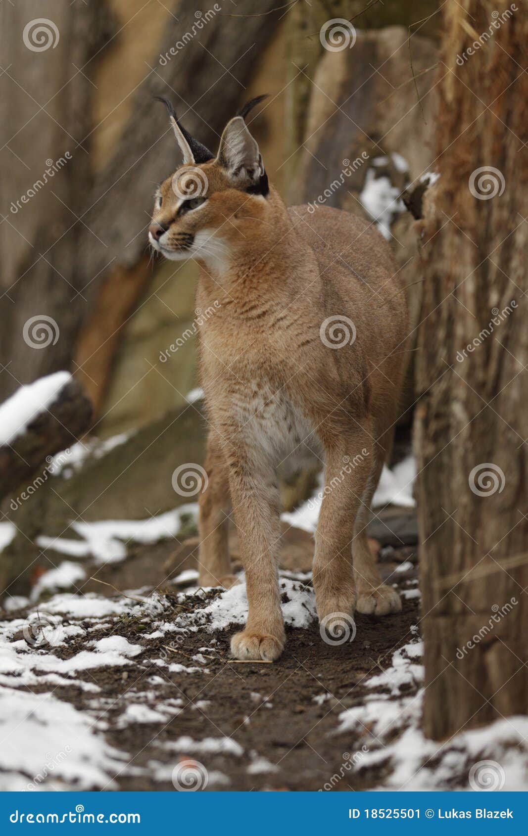 caracal