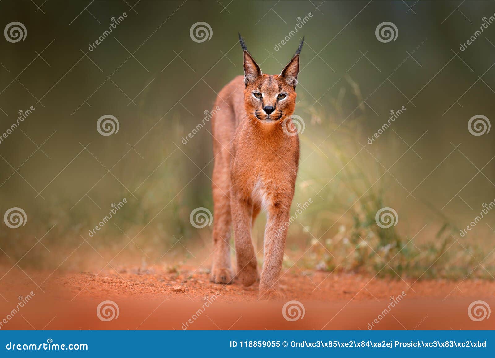 caracal, african lynx, in green grass vegetation. beautiful wild cat in nature habitat, botswana, south africa. animal face to fac