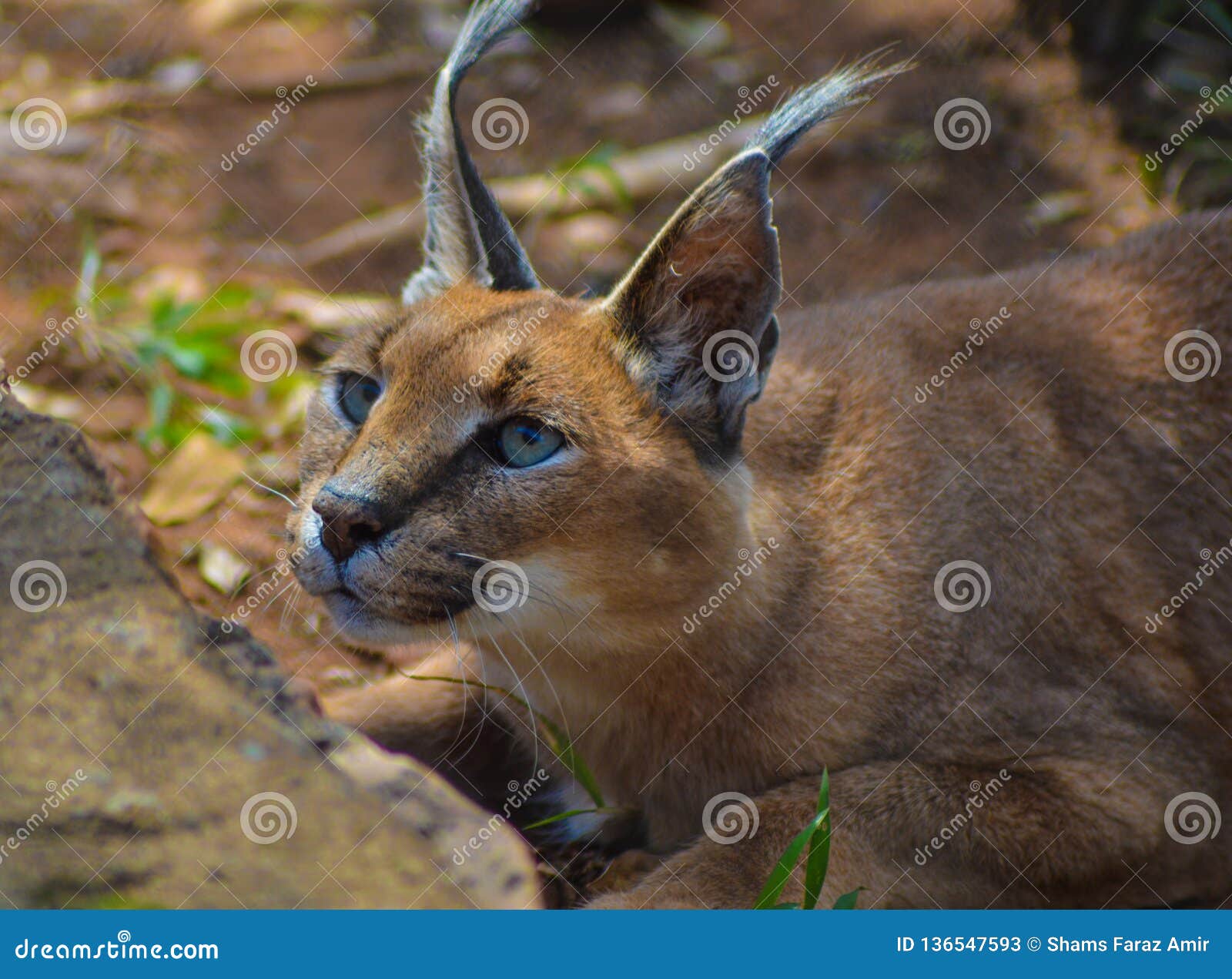 Caracal Also Know As African Golden Cat Stock Image - Image of ngorongo