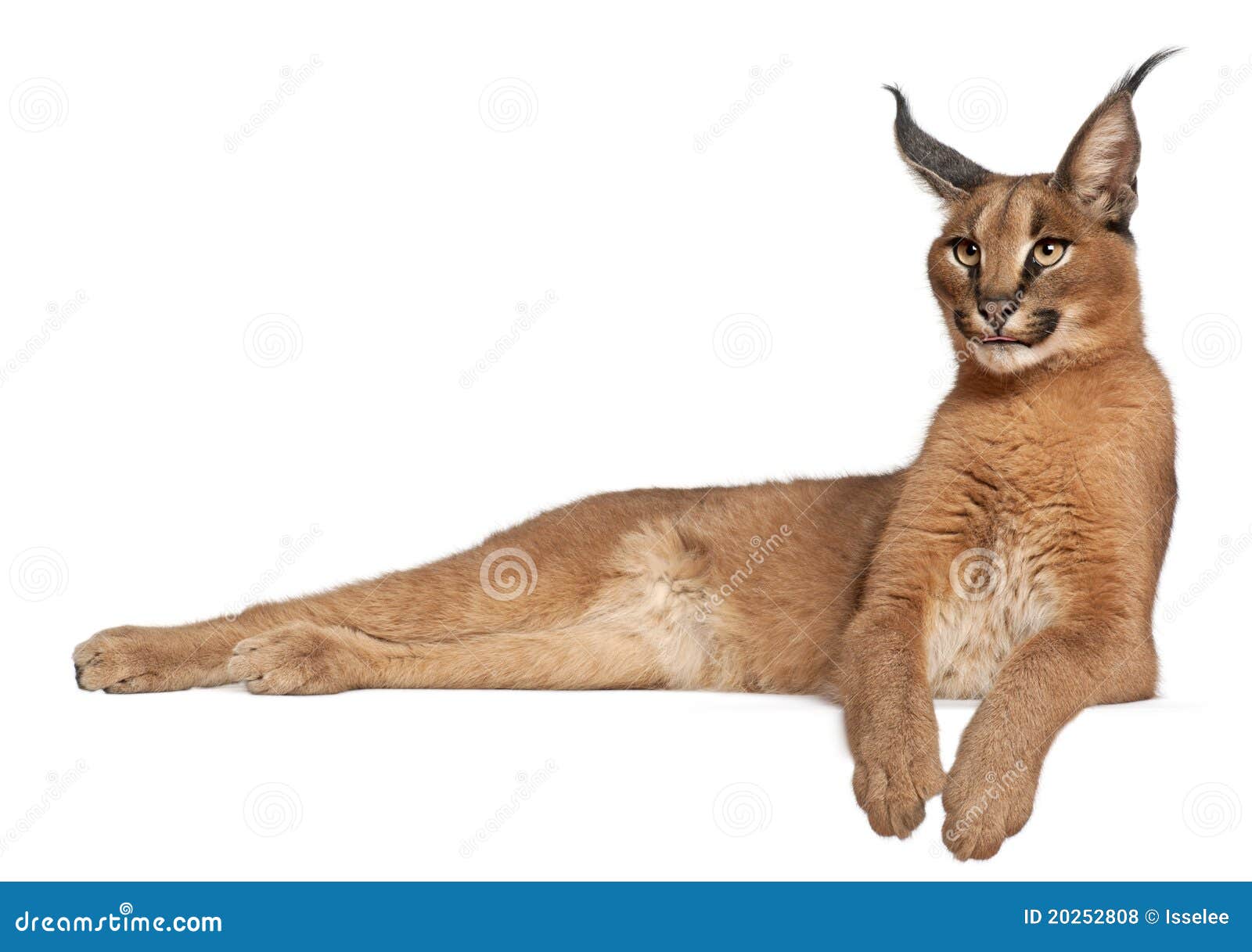 caracal, caracal caracal, 6 months old