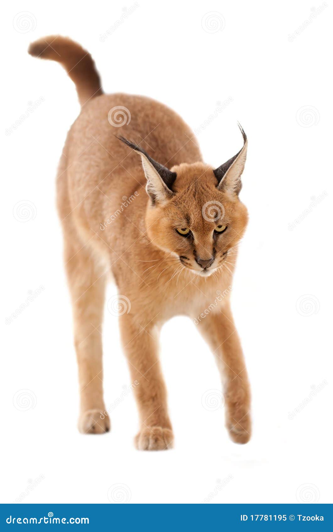 caracal cat