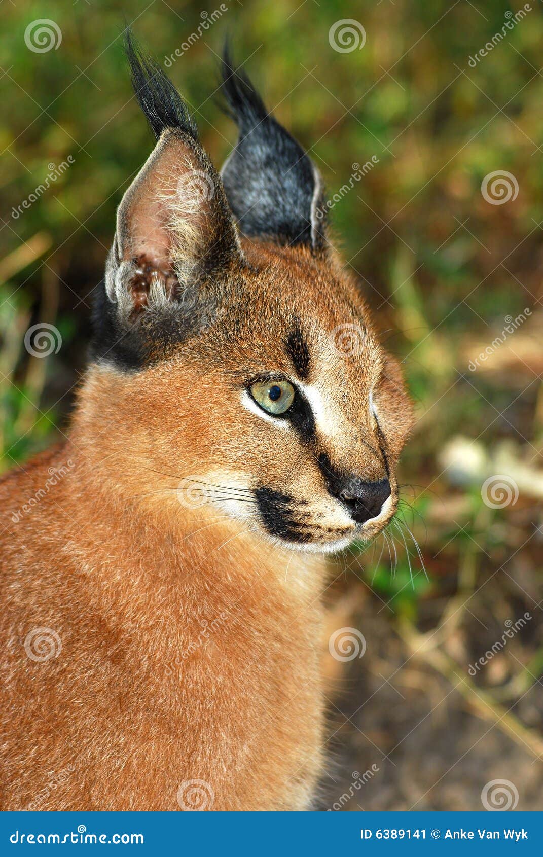 Caracal Chat Sauvage Image Stock Image Du Gazes Animaux