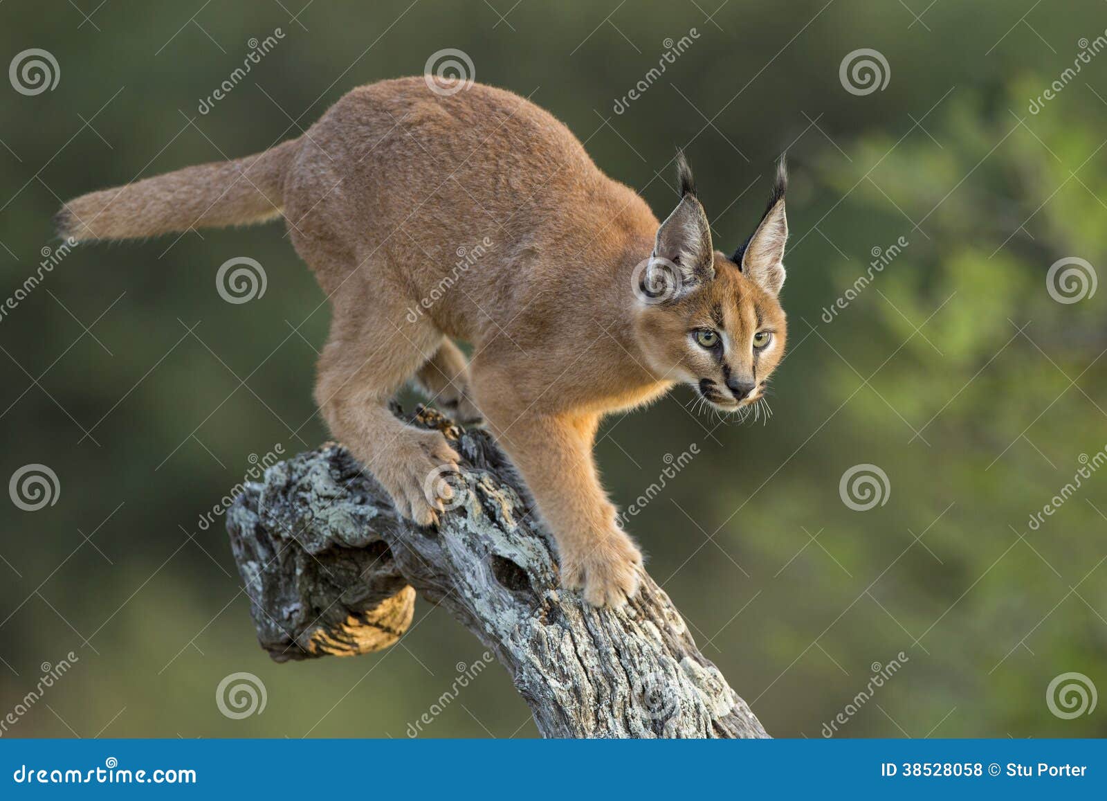 caracal (felis caracal) walking down tree south africa