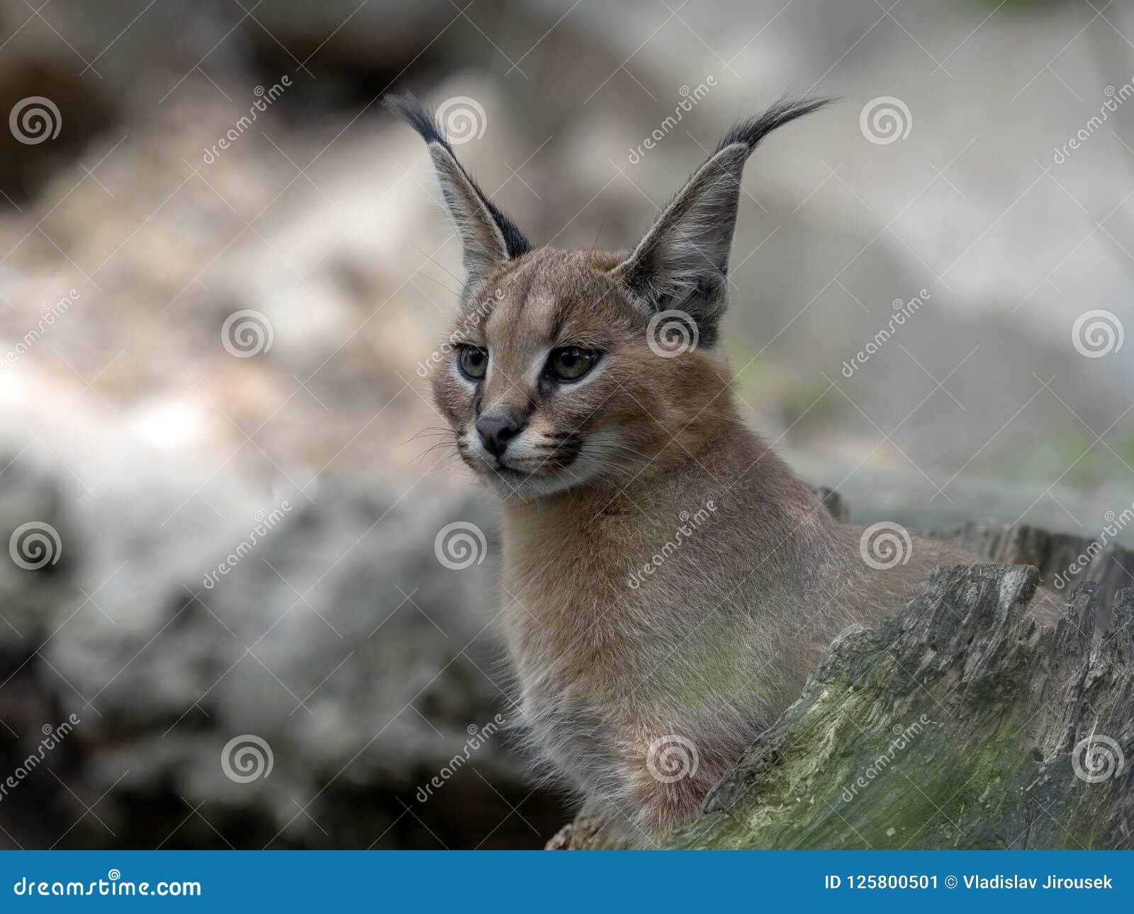 Bebé Gato Caracal Fotos, retratos, imágenes y fotografía de