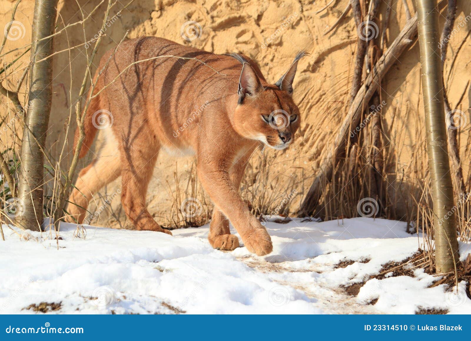 caracal in snow