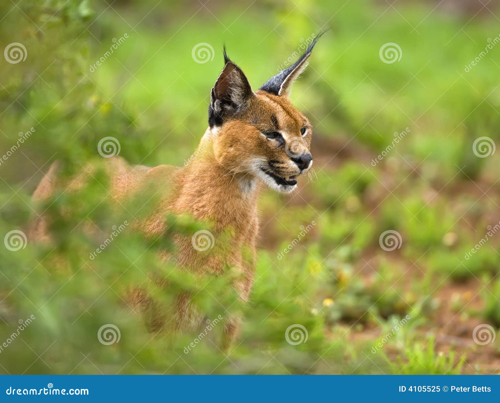 caracal study