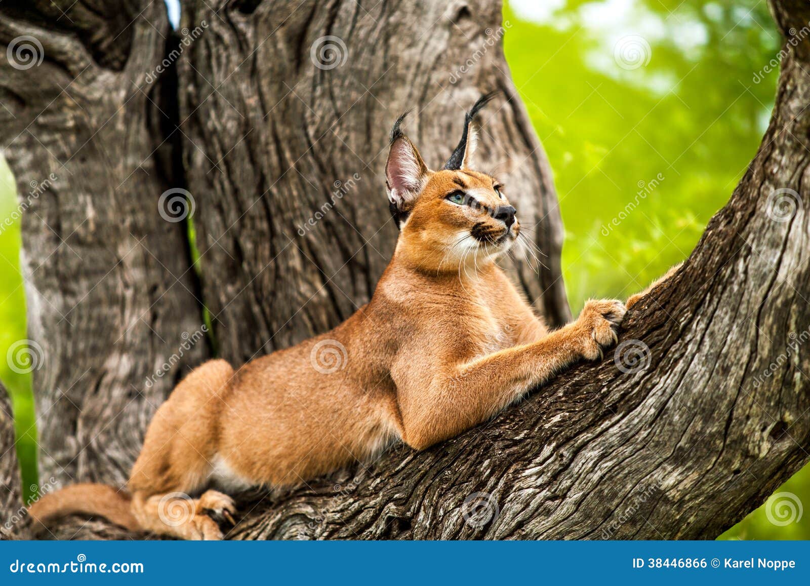 caracal in tree.