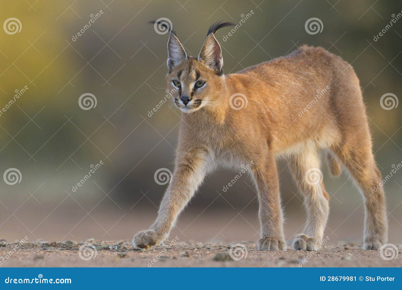 caracal walking, south africa, (felis caracal)