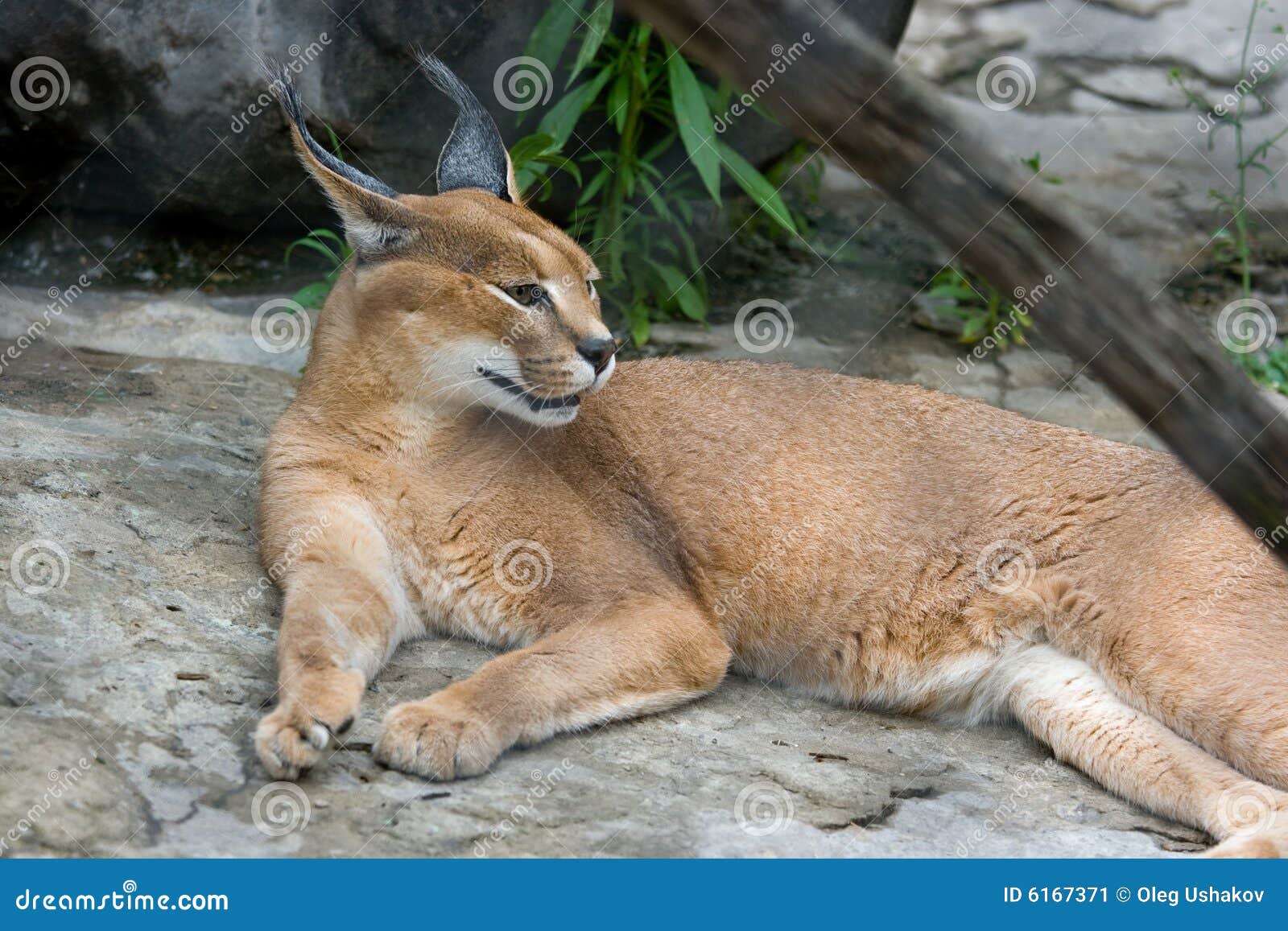 wildcat also called the puma