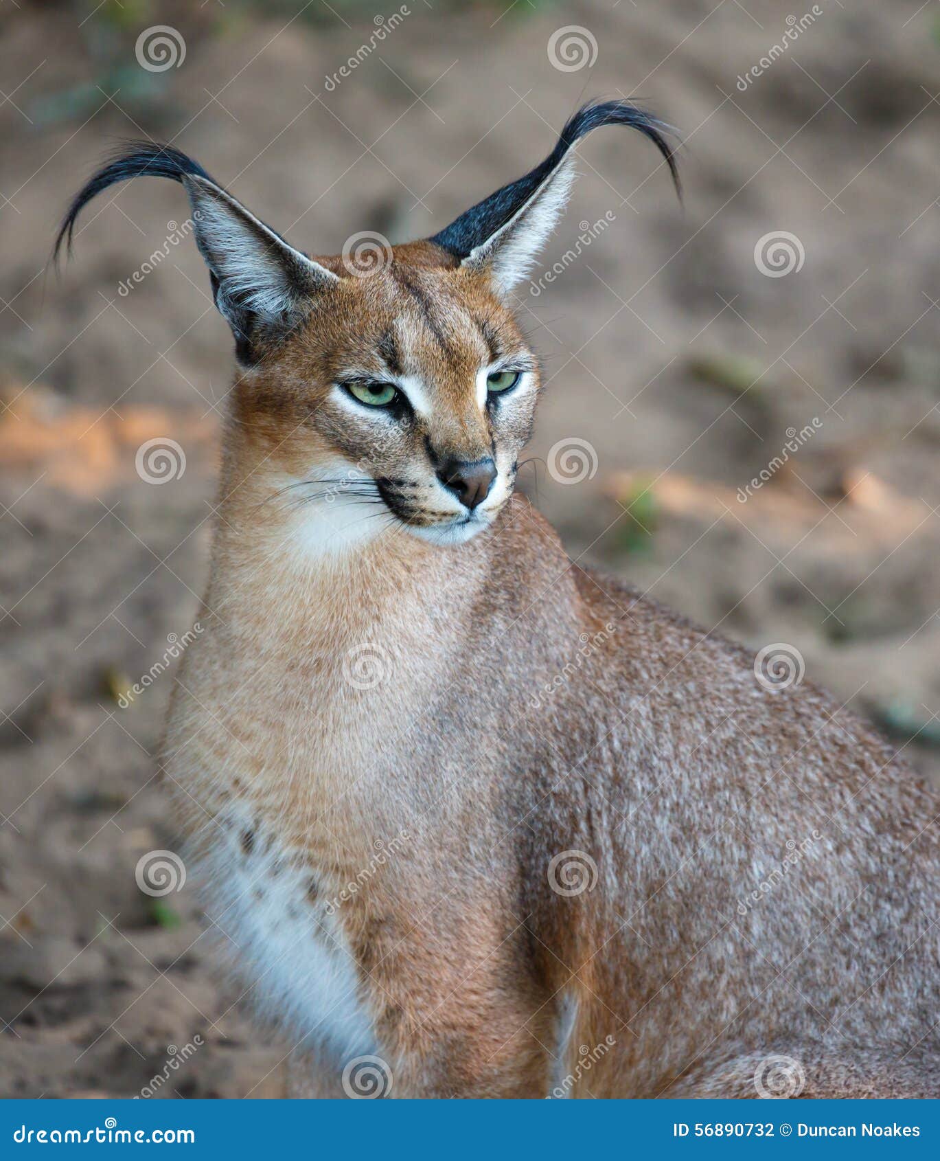 Caracal Wild Cat Portrait stock photo. Image of natural ...