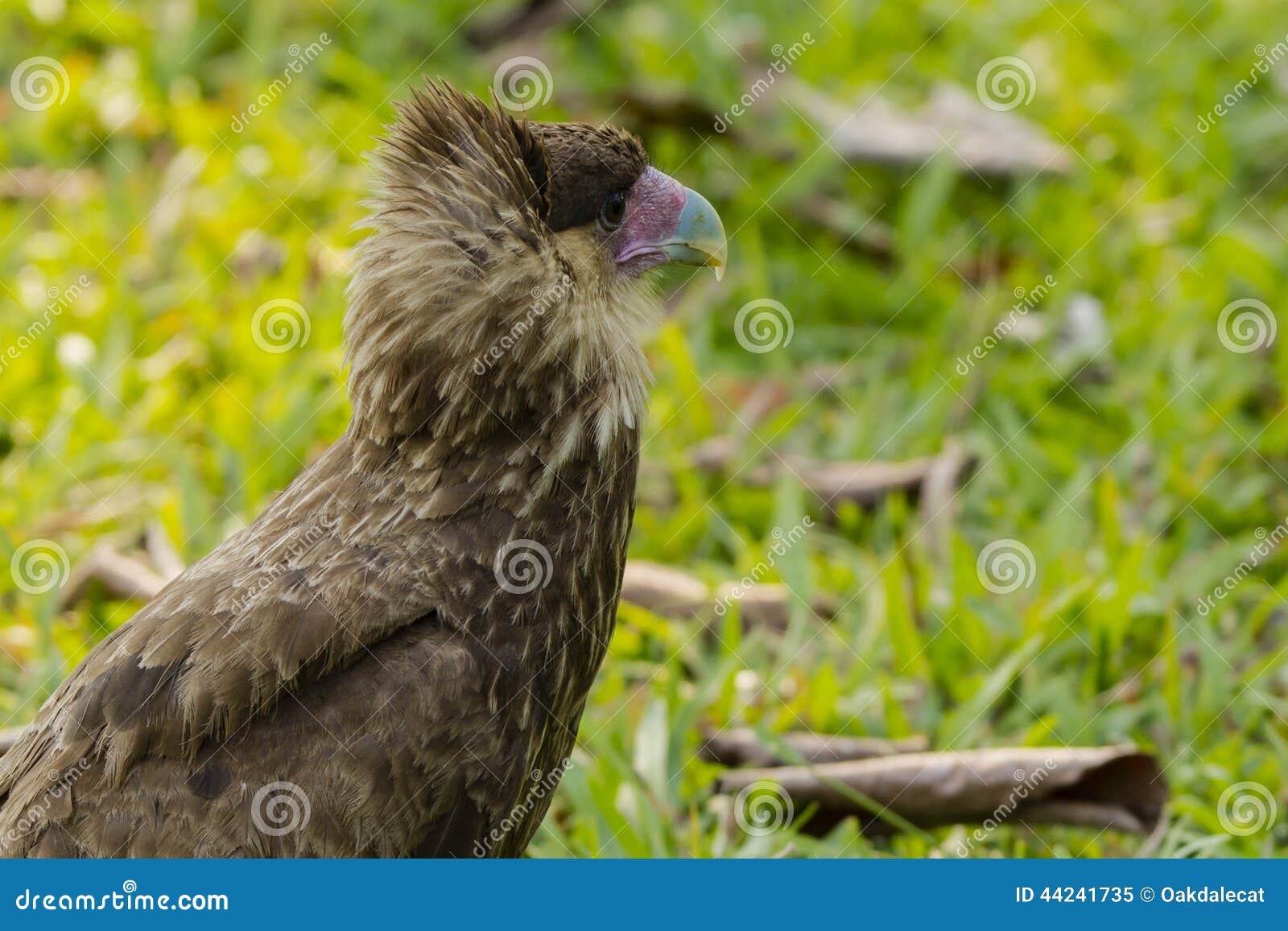 Caracara con cresta meridional juvenil, vista lateral. Esta ave rapaz hermosa con el href marrón claveteado empluma, rosáceo cere y la turquesa y el pico amarillo es un Caracara con cresta meridional juvenil o joven del Brasil