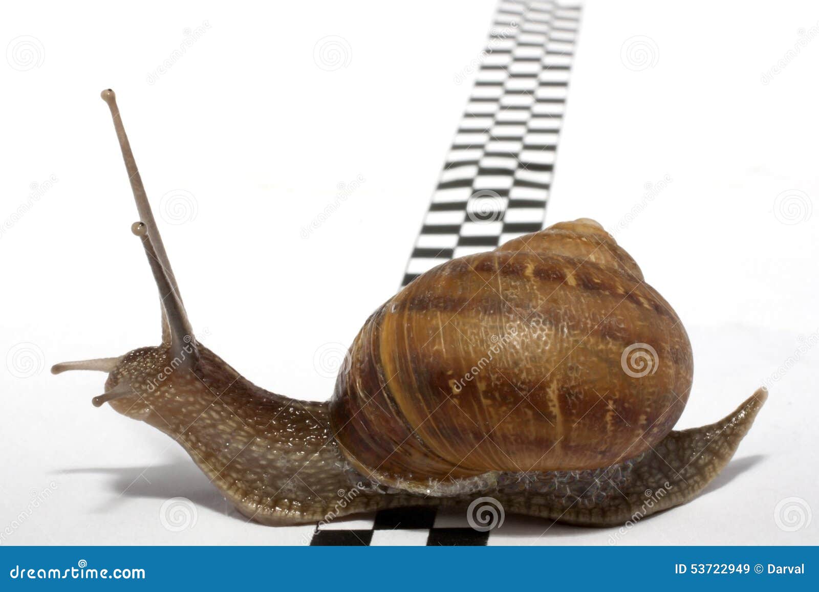 Un caracol lento que alcanza la meta