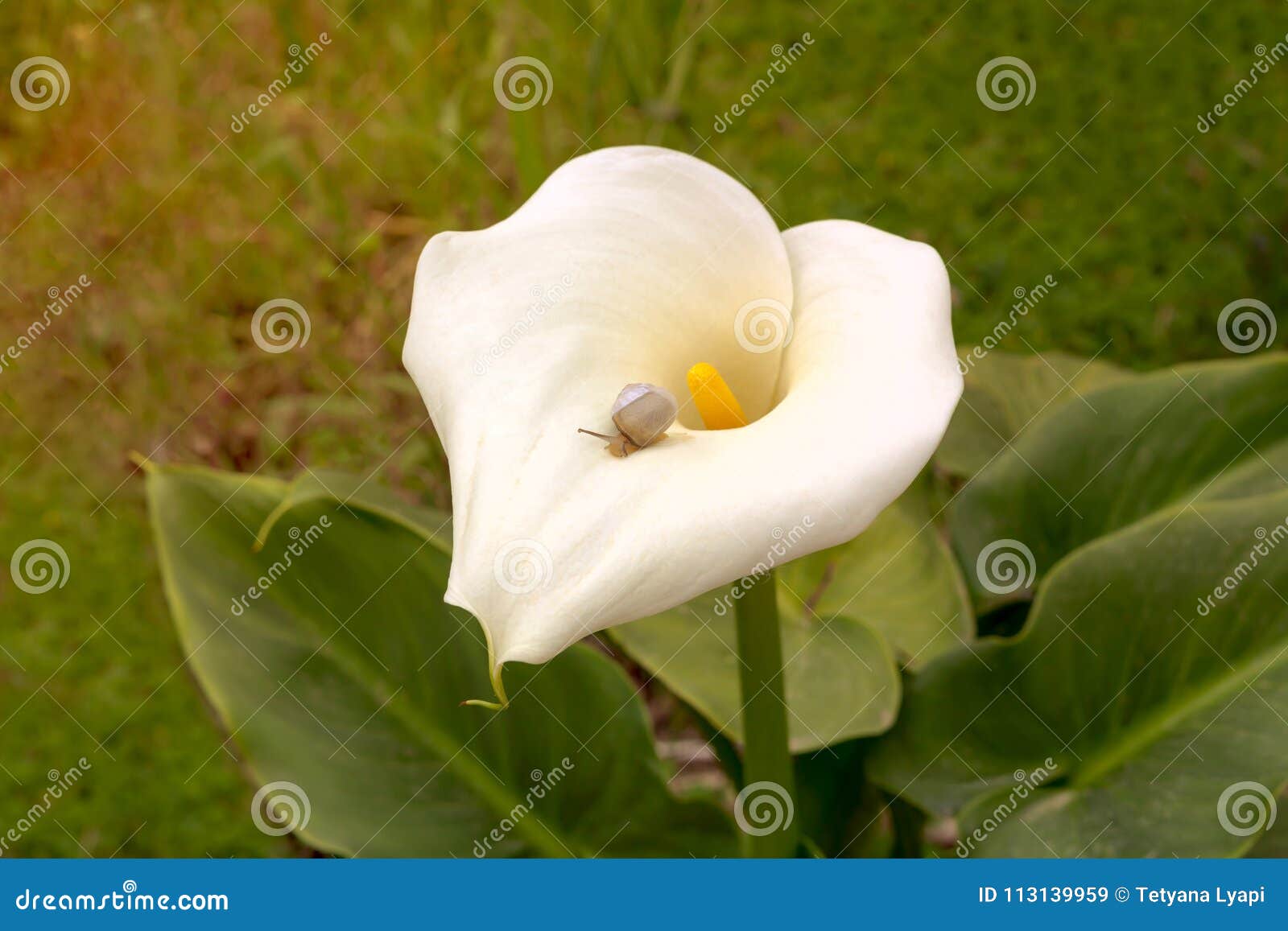 Caracol En La Flor Blanca De La Cala Imagen de archivo - Imagen de flora,  sabor: 113139959