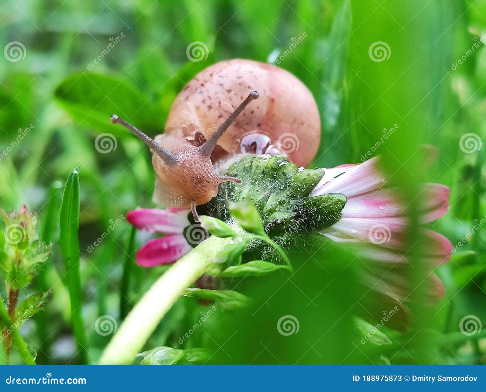 Caracol Sobre El Cierre De La Macro Flor Rosa Imagen de archivo - Imagen de  travieso, hierba: 188975873