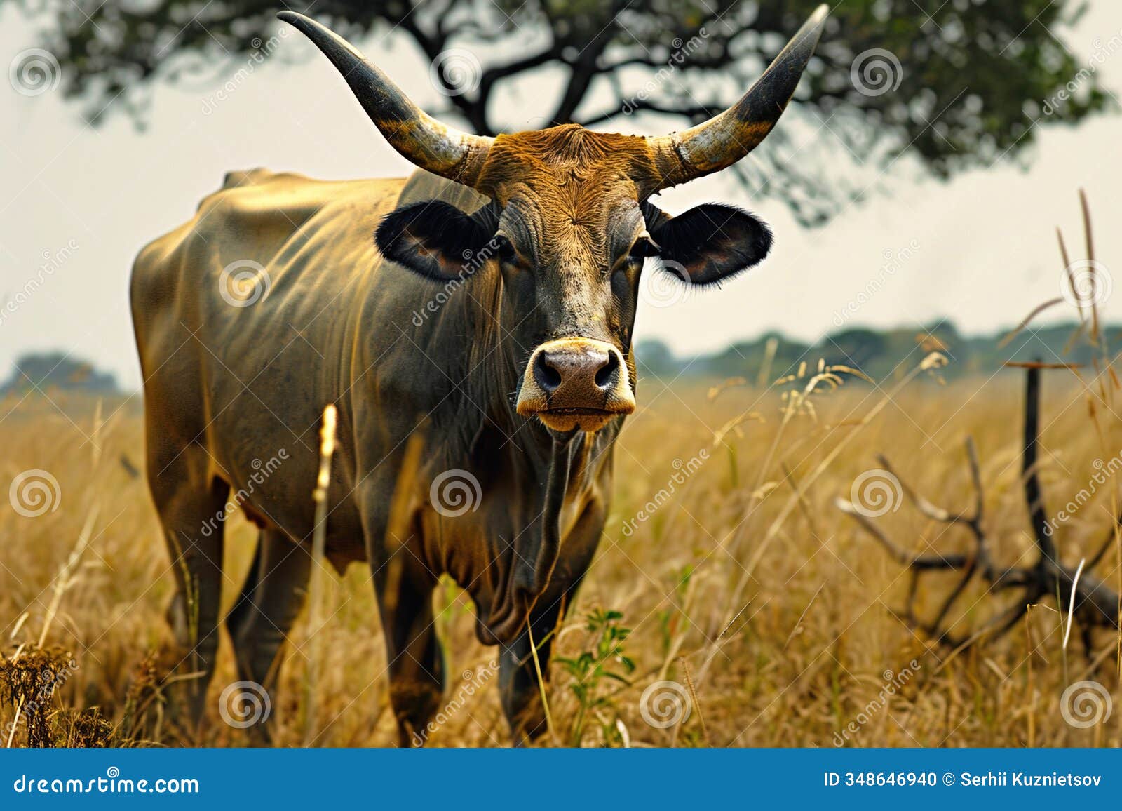caracu breed cow grazing in a grassy field under a tree in brazil during daylight