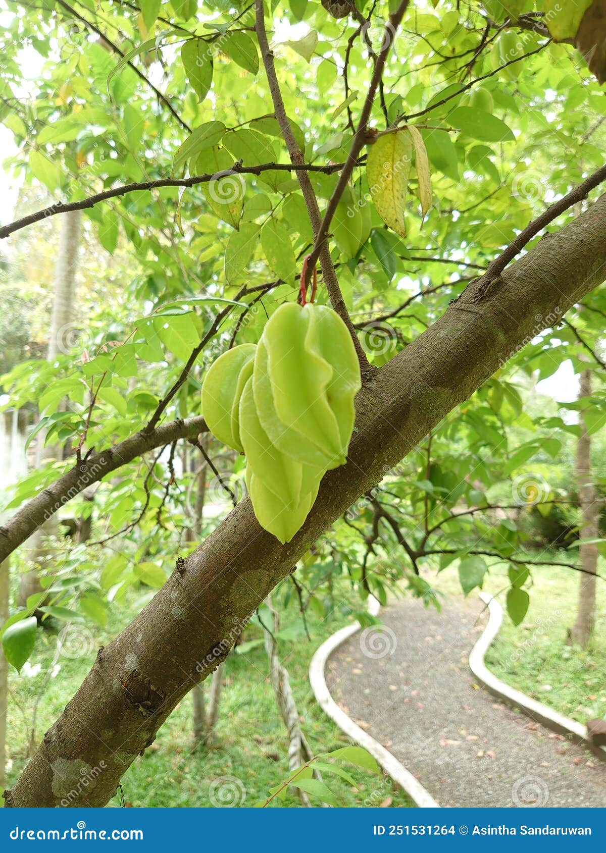 carambola fruit in sri lanka