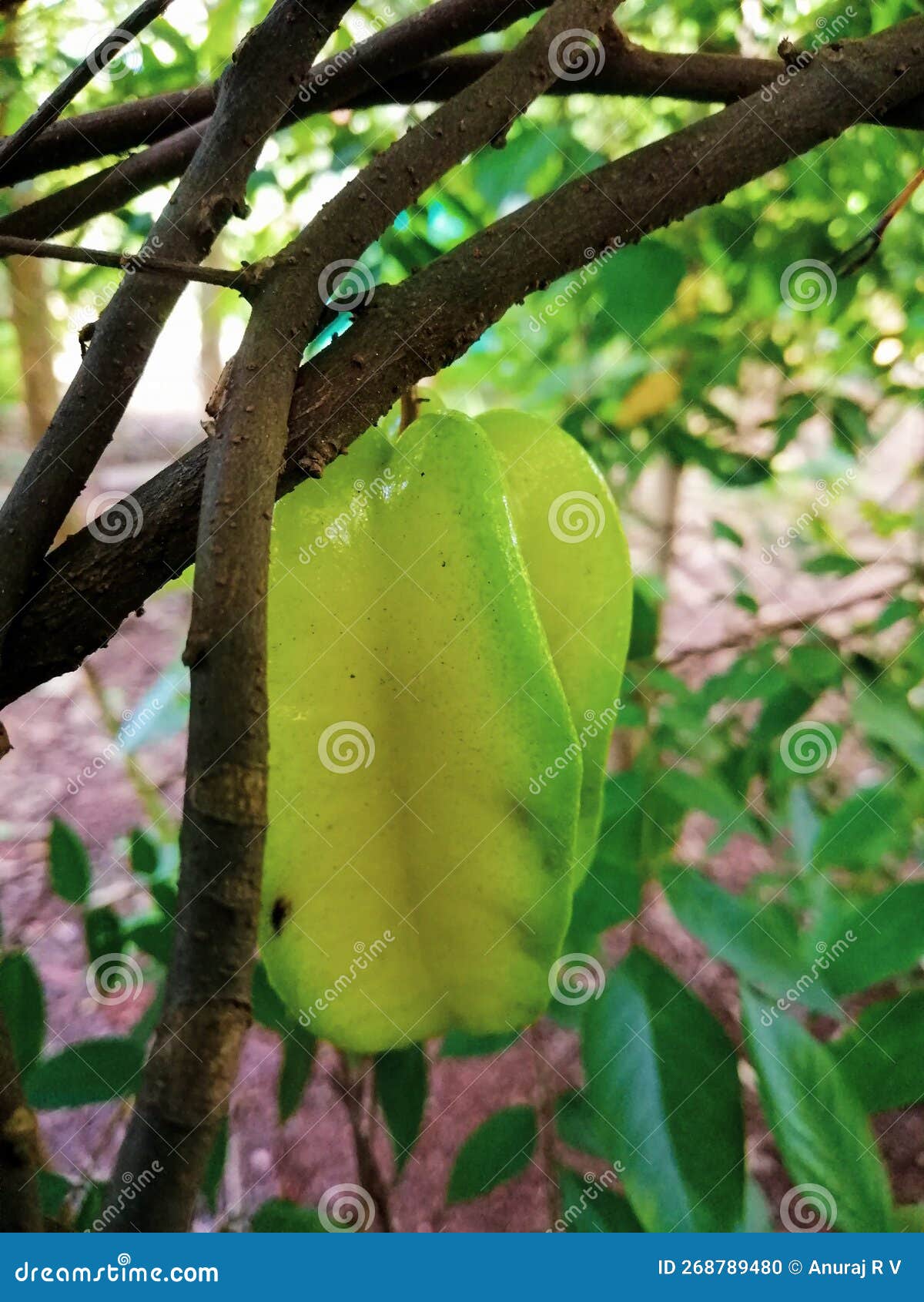 Carambola Fruit or Star Fruits Stock Photo Image of nature, yellow