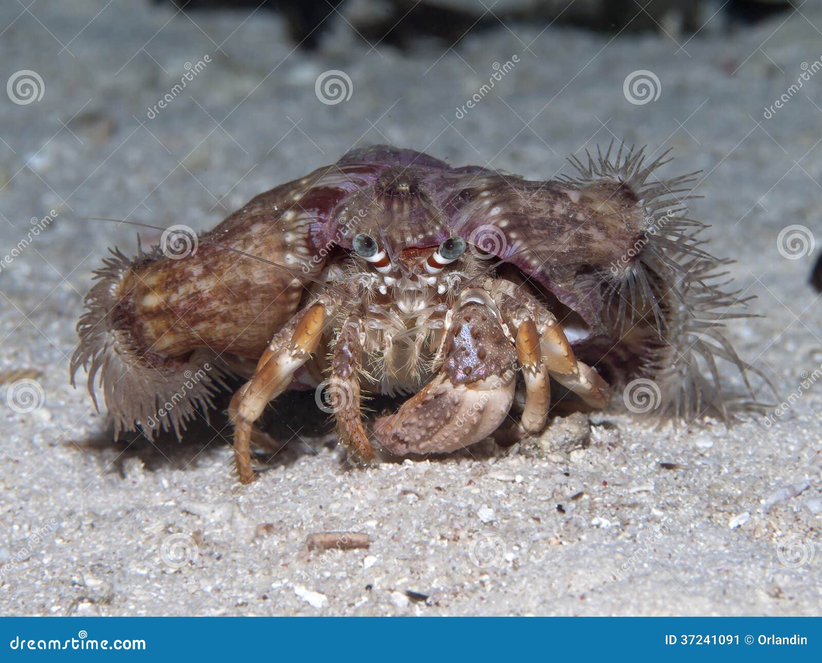 Anémona caranguejo-eremita imagem de stock. Imagem de selvagem - 37241091, image size:1600x1290