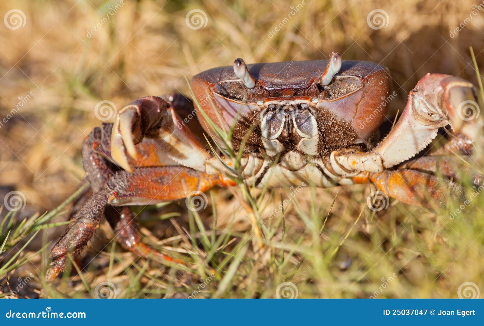 Caranguejo Terrestre Africano Imagem de Stock - Imagem de nave, criaturas:  25037047, image size:1600x1077