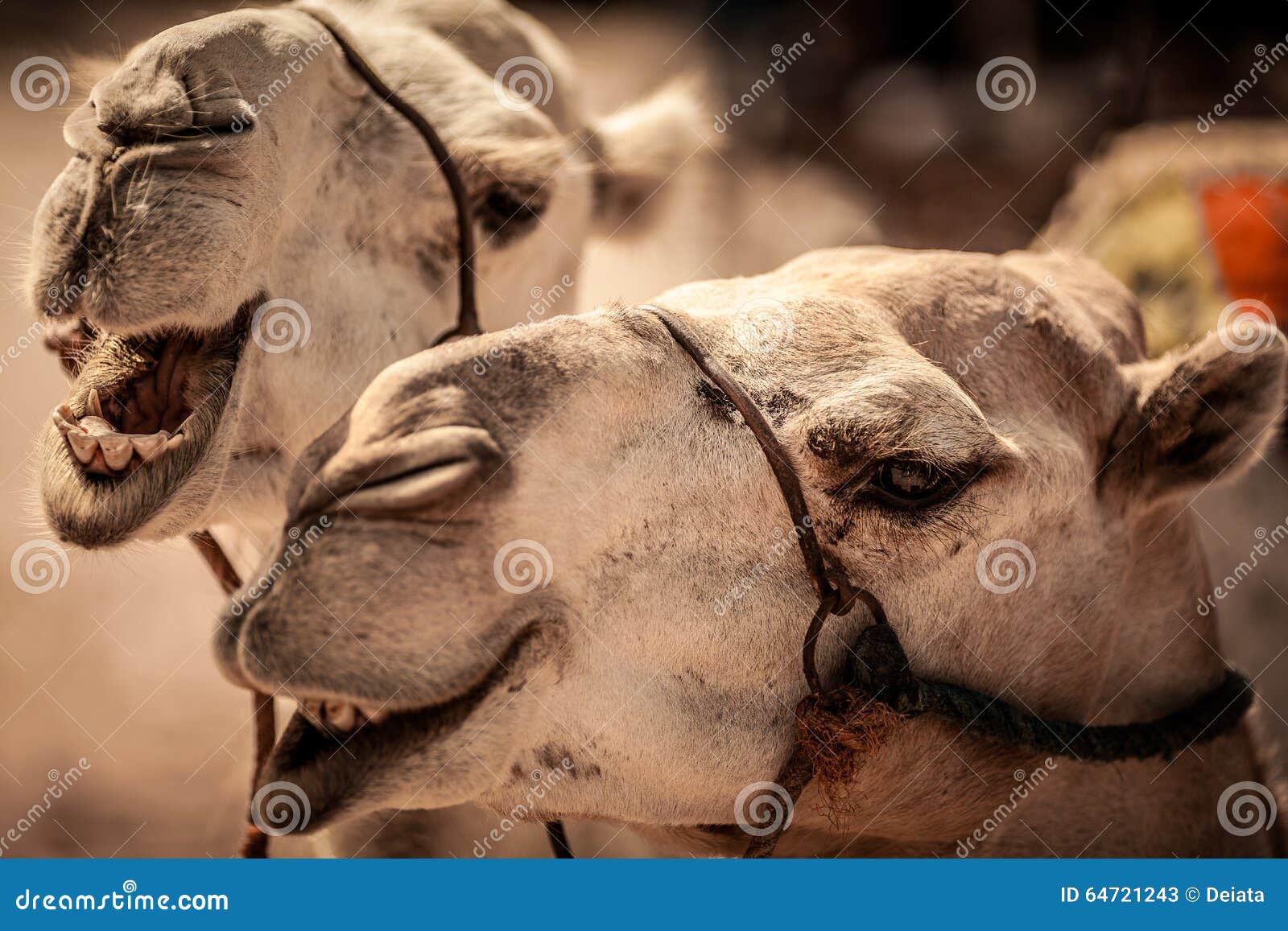 Caras Divertidas Del Camello Imagen de archivo - Imagen de nariz, vida:  64721243, image size:1600x1157