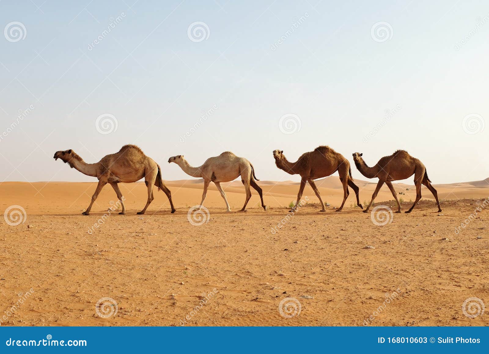 a caravan of arabian camels walking in the desert of riyadh, saudi arabia