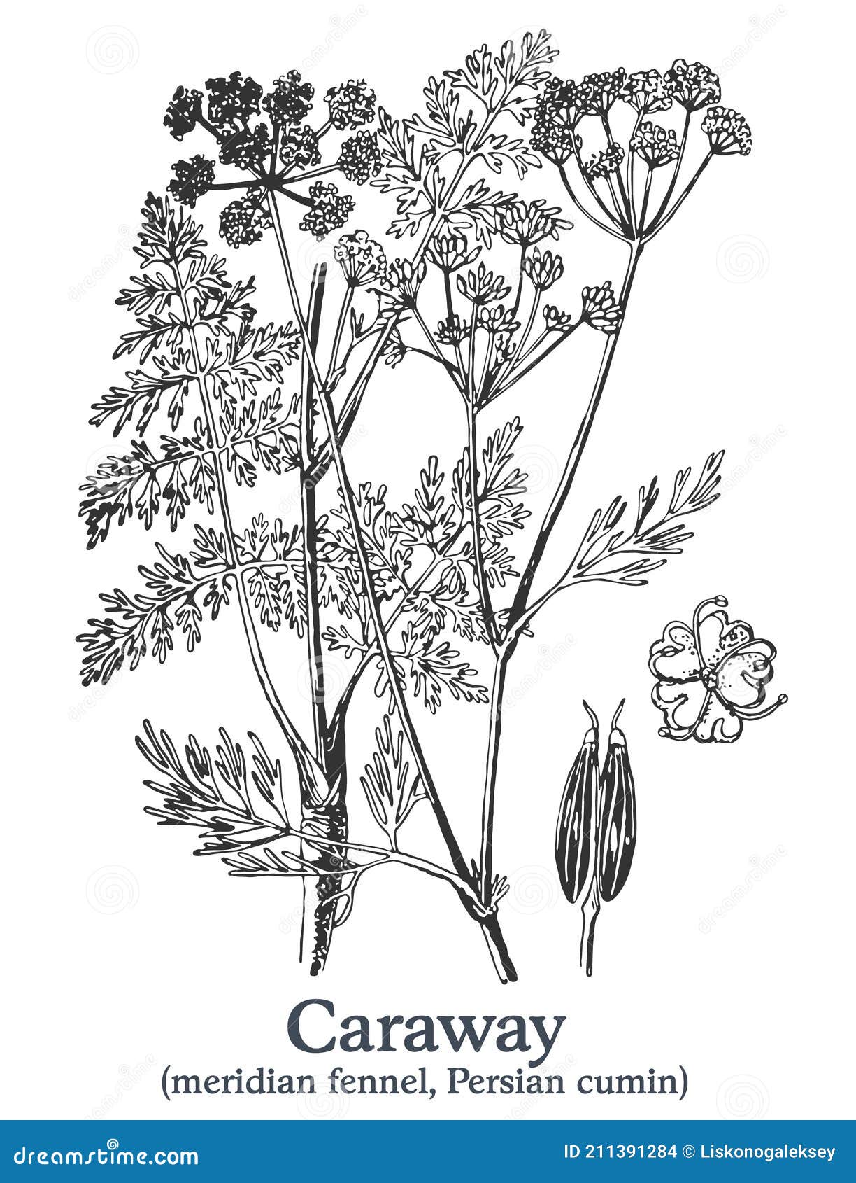 Caraway. Vector Hand Drawn Plant. Vintage Medicinal Plant Sketch. Stock ...