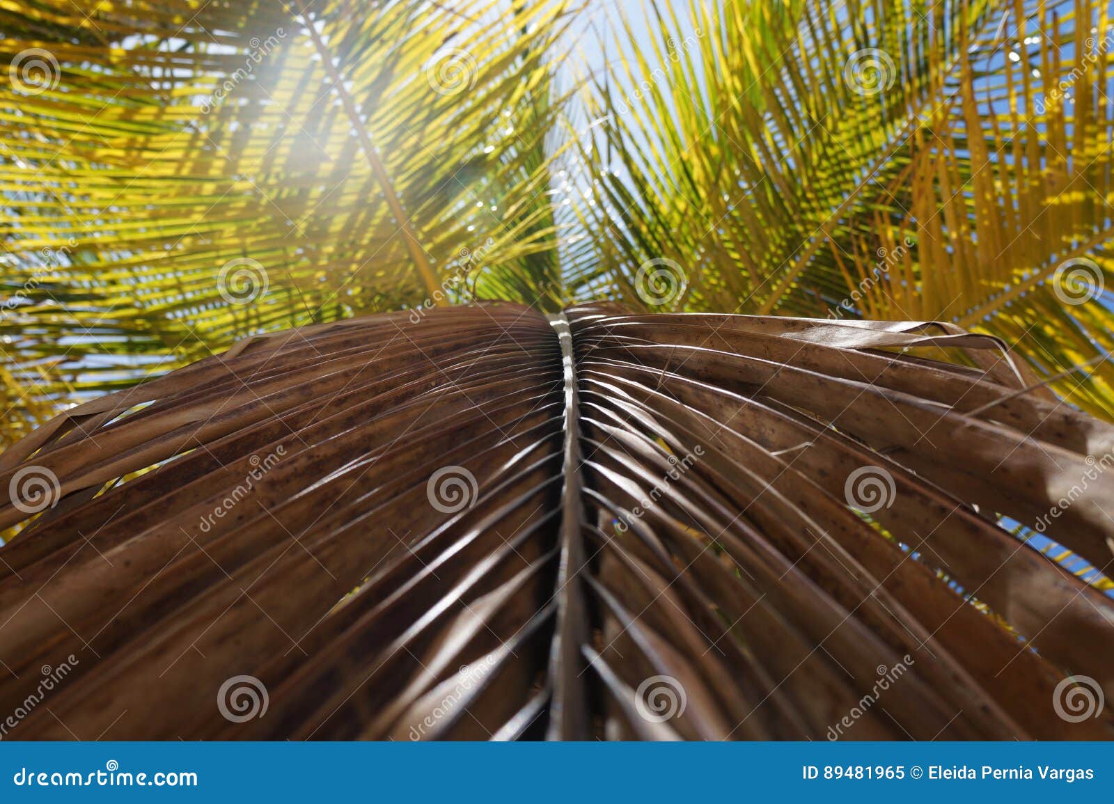 Caraïbische palm. Kokosnotenpalmblad op strandsan luis, Cumana, Venezuela