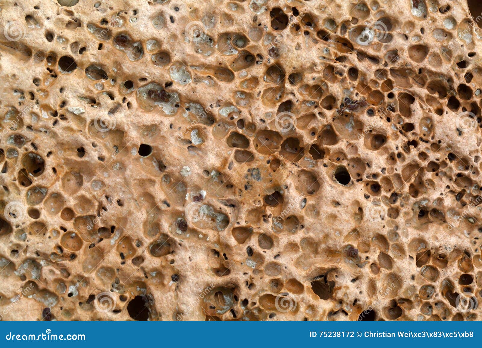 Carbonate Rock with Boring Traces Stock Photo Image of stone