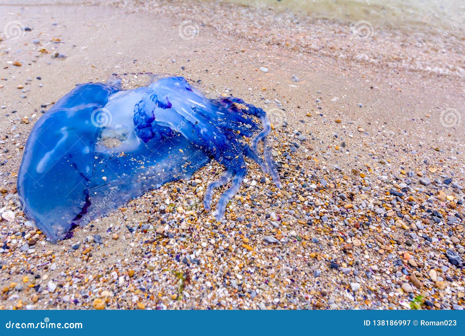 Big Blue Dead Jellyfish In Shallow Sea Water Stock Image Image Of Climate Pollution Big Blue Dead Jellyfish In Shallow Sea Water Stock Image Image Of Climate Pollution