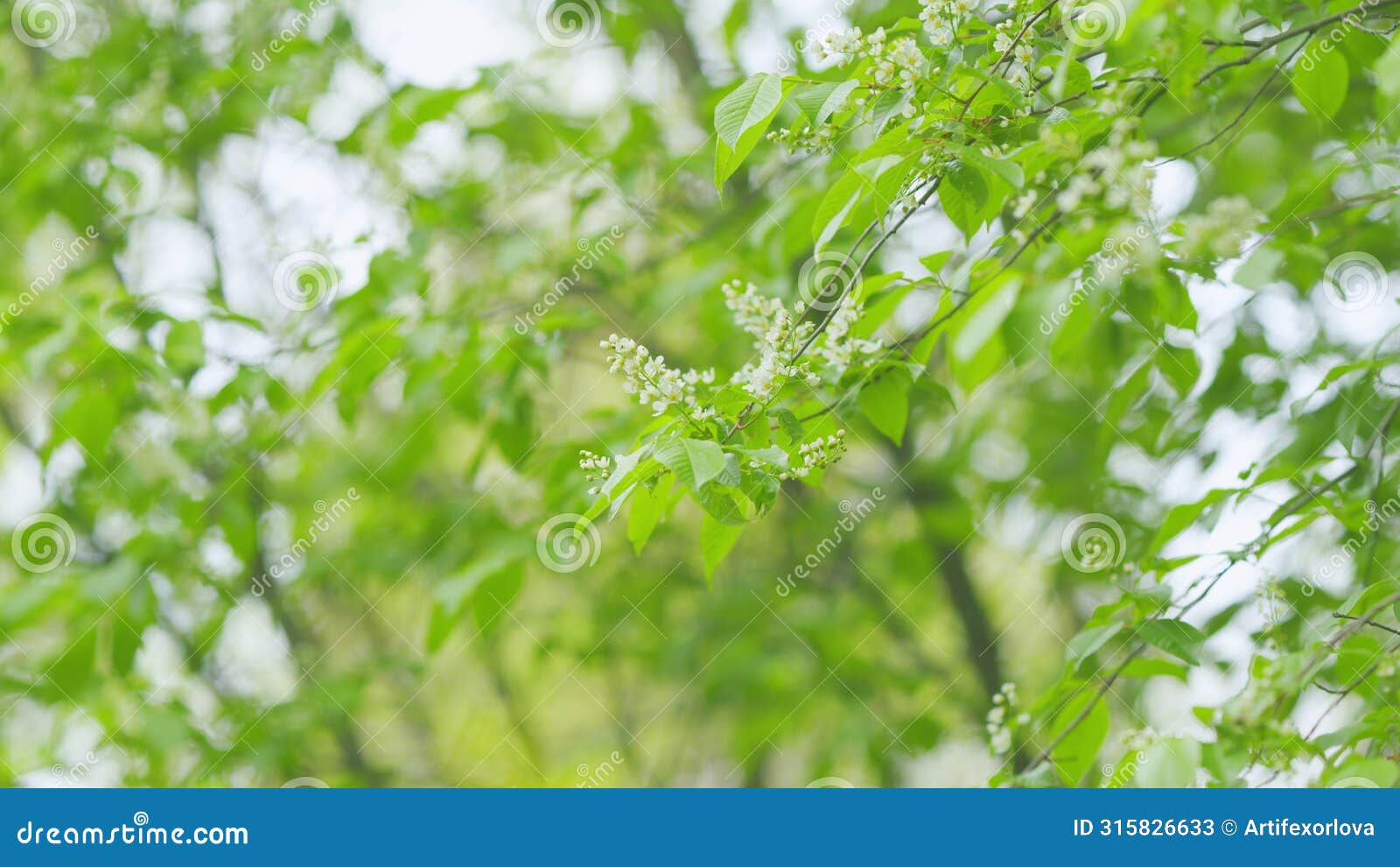 carcass or strawberry and mayday tree. flowering plant in the rose family rosaceae. slow motion.