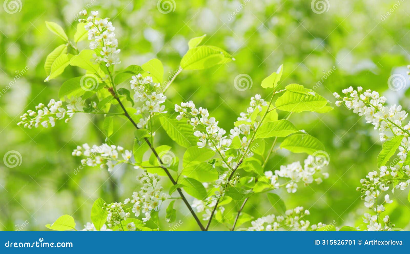 carcass or strawberry and mayday tree. flowering plant in the rose family rosaceae. slow motion.