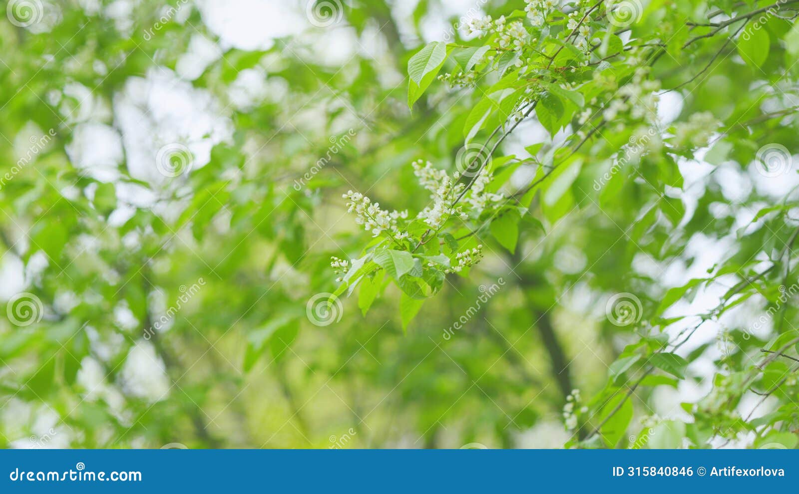 carcass or strawberry and mayday tree. flowering plant in the rose family rosaceae. slow motion.