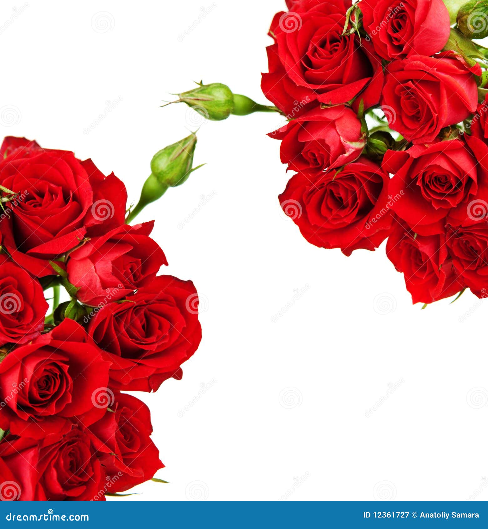 Card with roses stock image. Image of closeup, affectionate 12361727