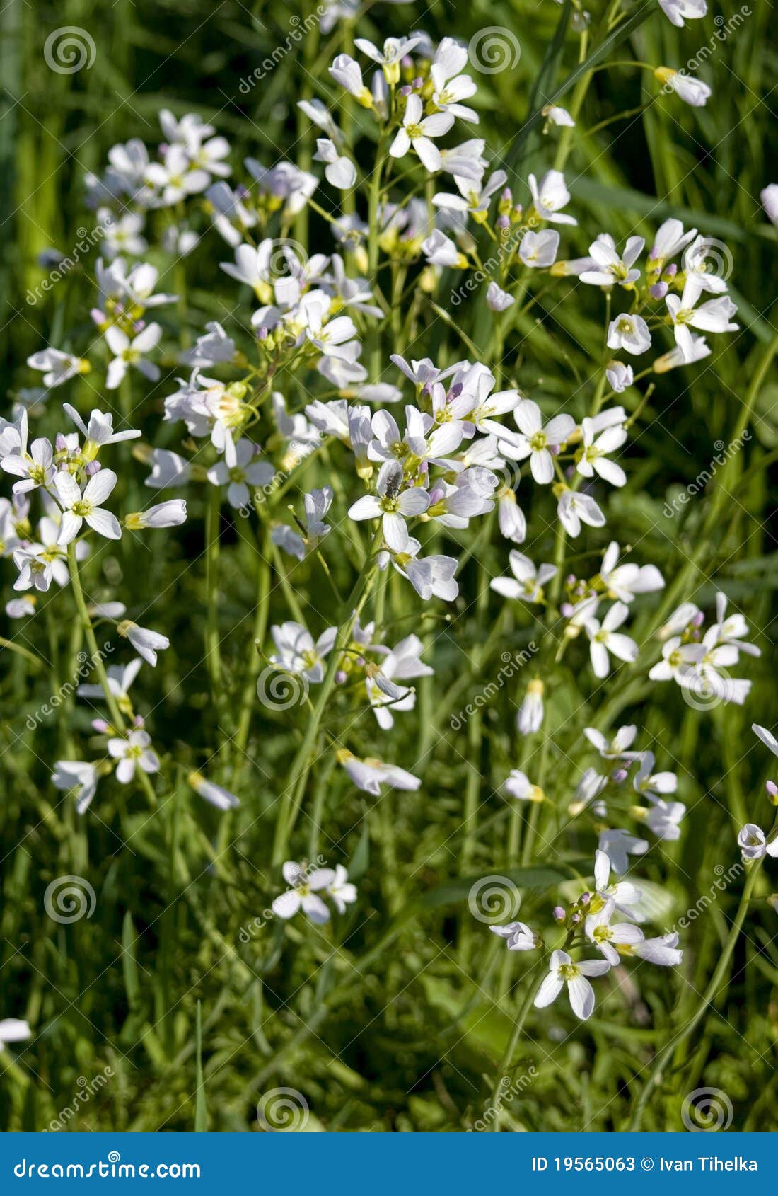 Cardaminepratensis. Skyddsrock för pratensis s för växt för lady för blomning för blomma för familj för brassicaceaecardamine knäpp