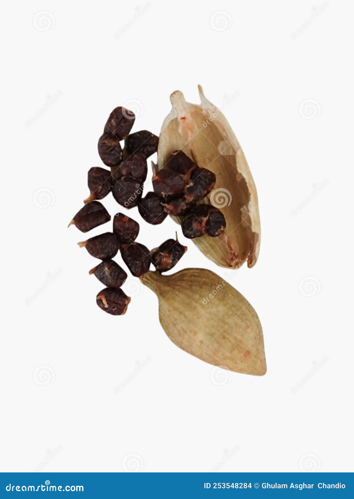 cardamom or elaichi or yelakkai or ellakkaya or kardamom or hil or elettaria with its tiny black seeds in white background