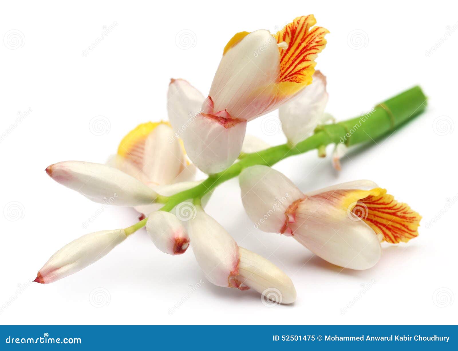 Cardamom flower stock image. Image of botany, ayurveda 52501475