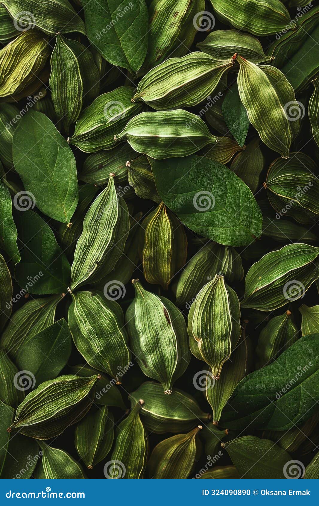 cardamom texture, green cardamon seeds background, dry kardamon pattern, cardamum spice banner