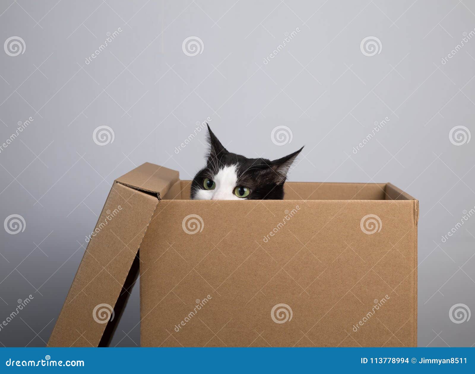 Cardboard box with cat stock photo. Image of cute, package 113778994