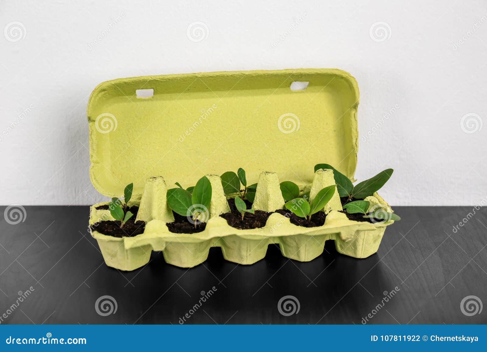 Cardboard Eggs Box Used As Container For Growing Plants Stock