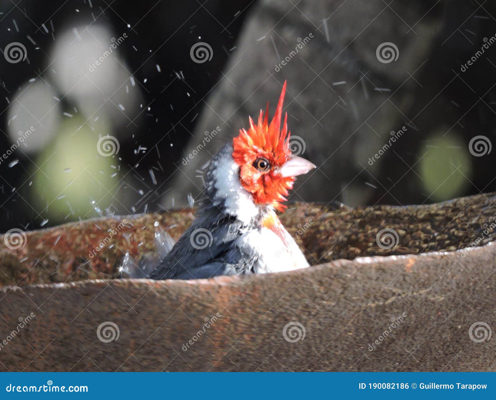 cardenal dentro de una fuente de agua tomando un baÃÂ±o