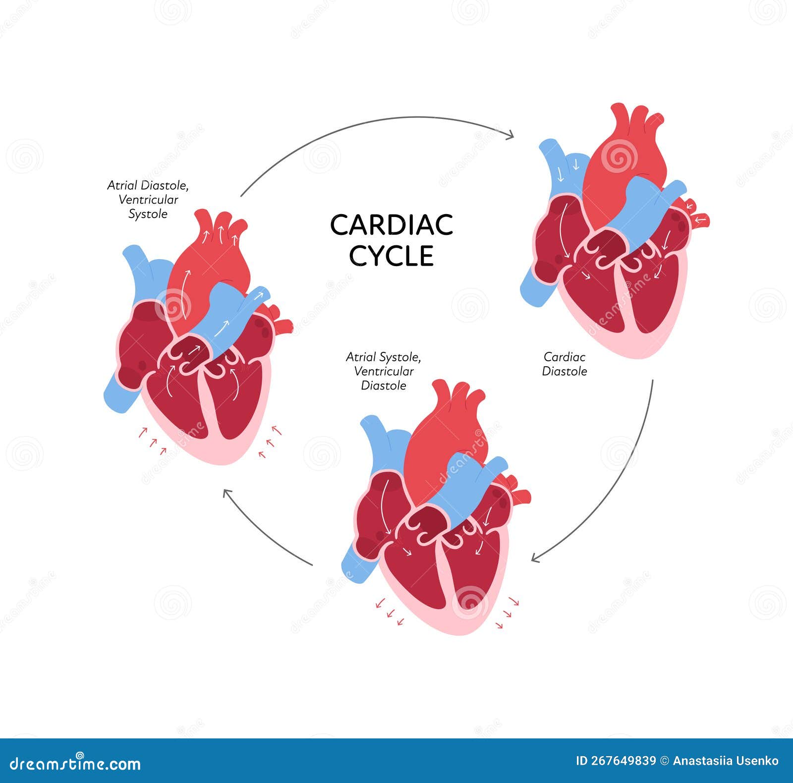Vecteur Stock Cardiac Cycle Anatomy Infographic Vector Color Flat Biology Diagrams