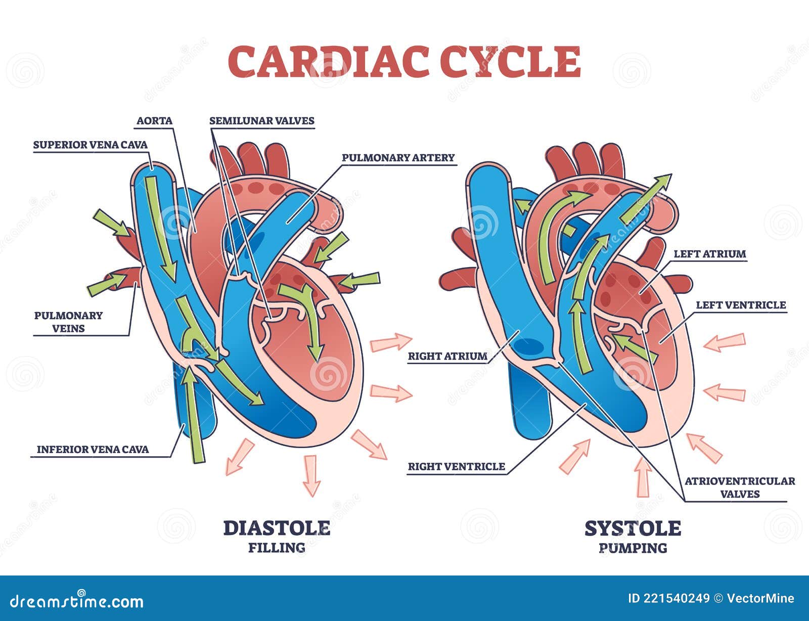 diastole systole cardiac cycle)
