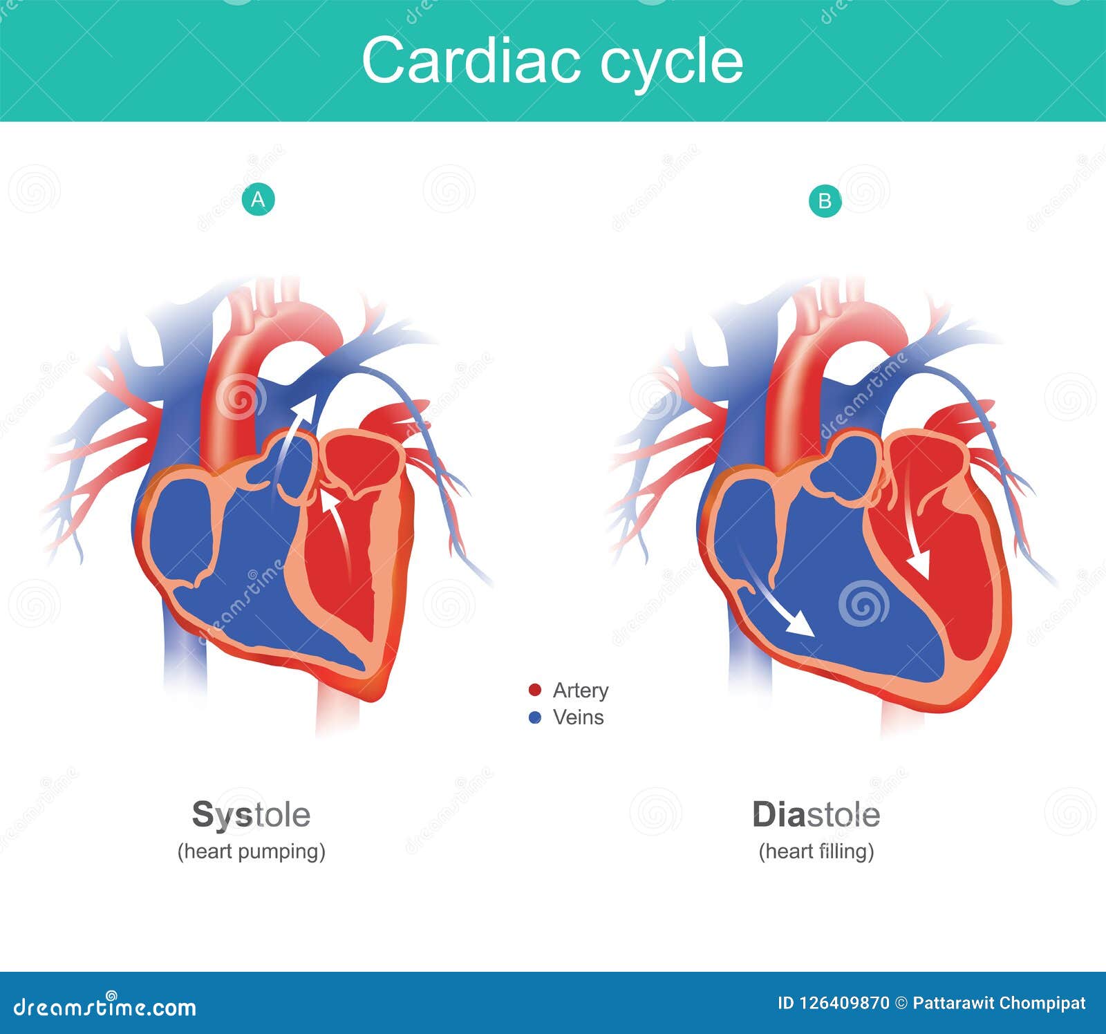 Cardiac Cycle Infographic The Heart Is The Organ Of The Human B Vector Biology Diagrams
