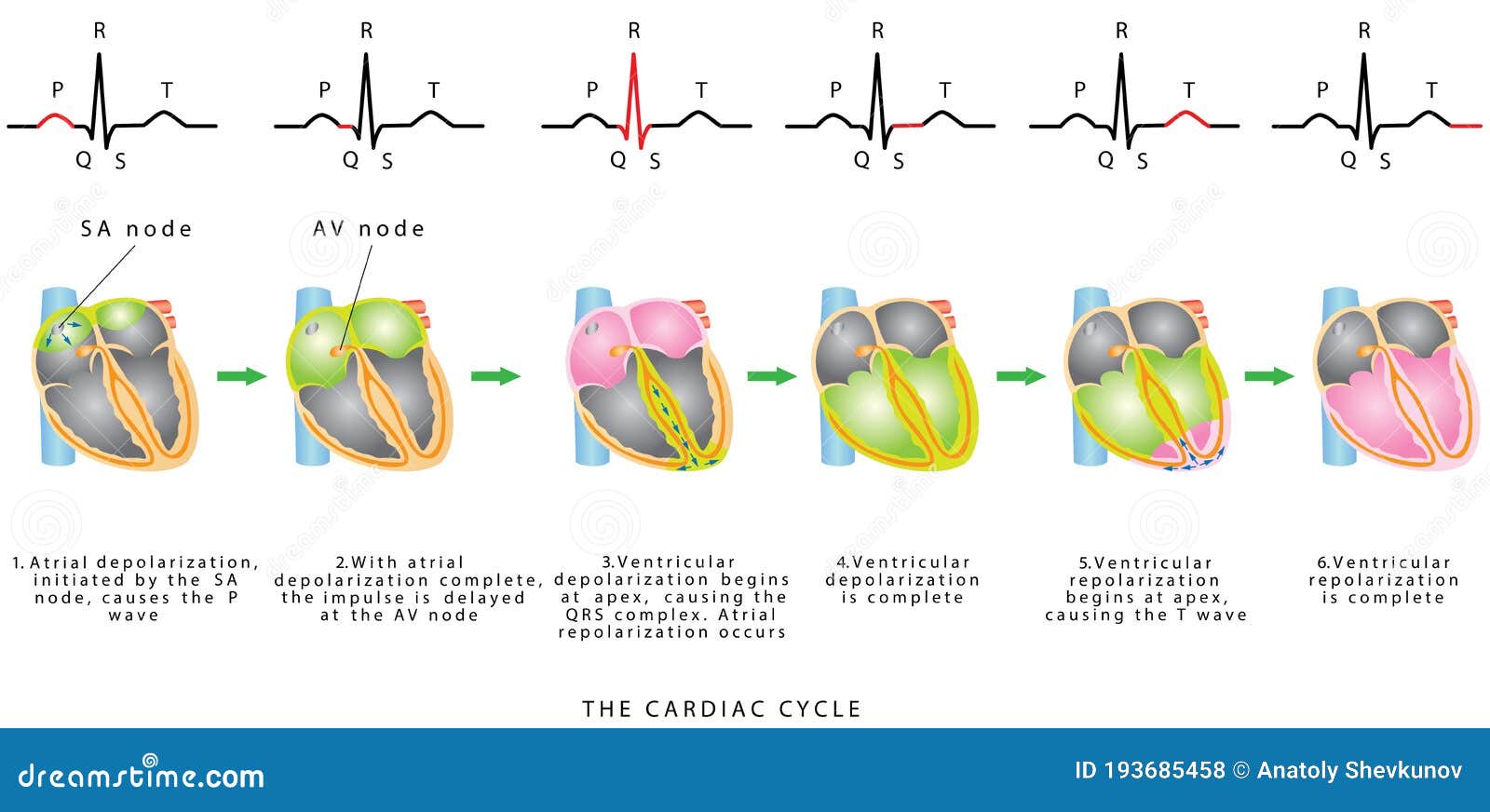 the cardiac cycle