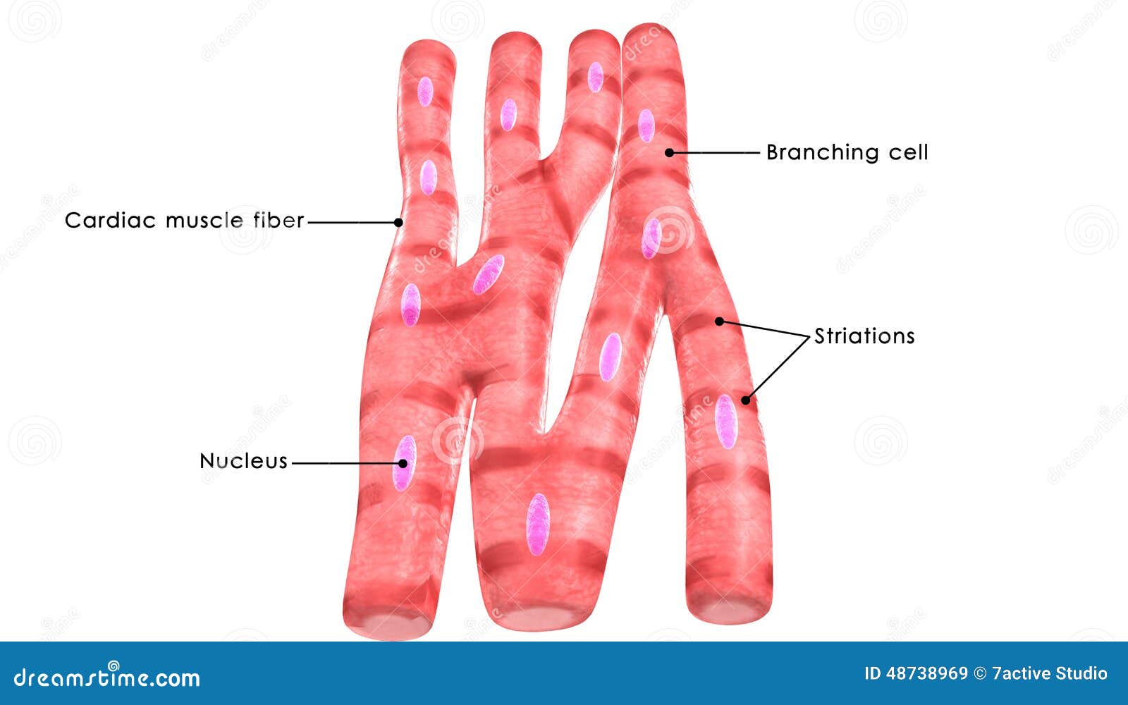 cardiac muscle