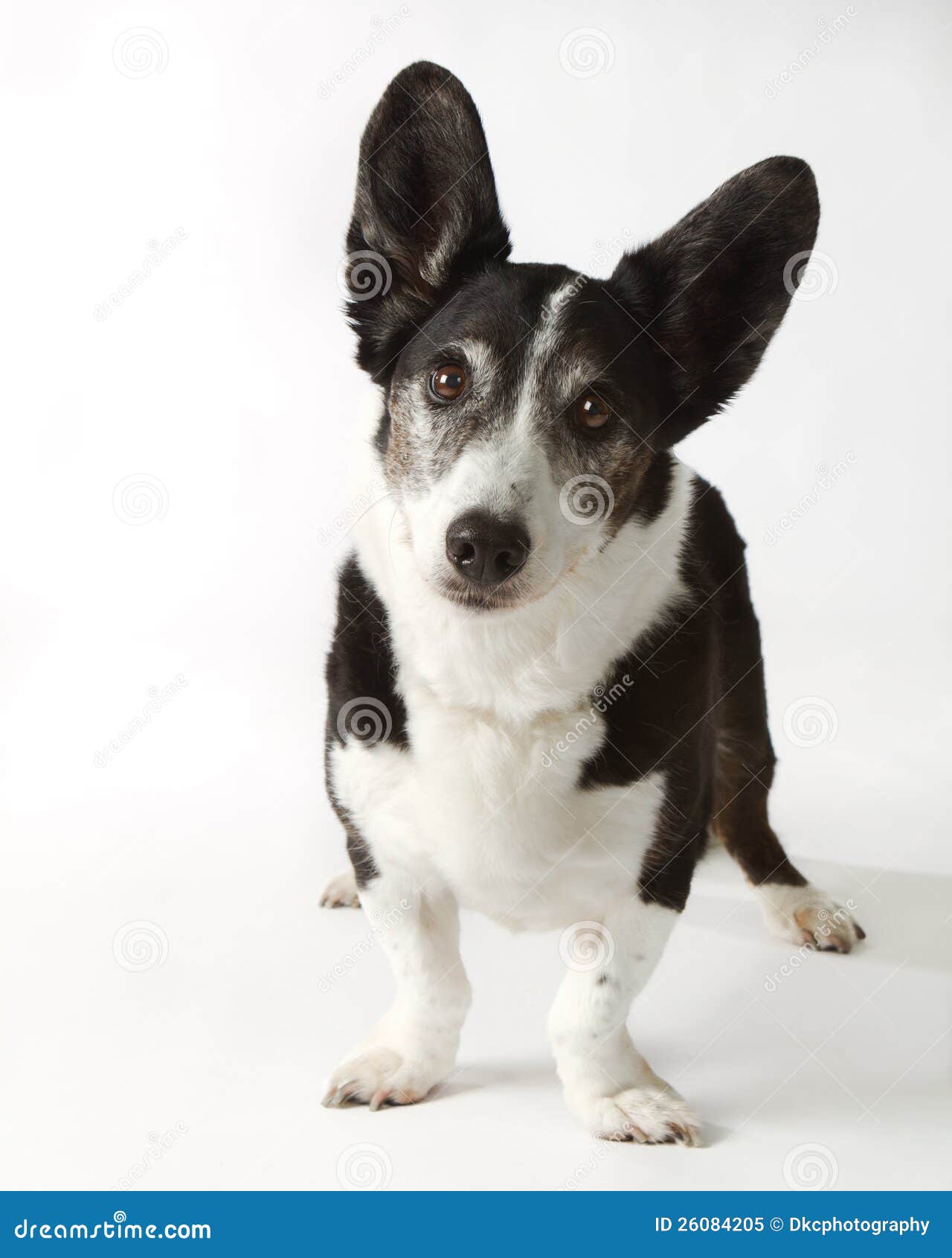 cardigan welsh corgi